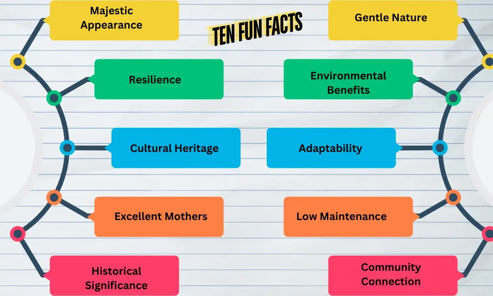 10 Fun Facts Why We Love Highland Cattle