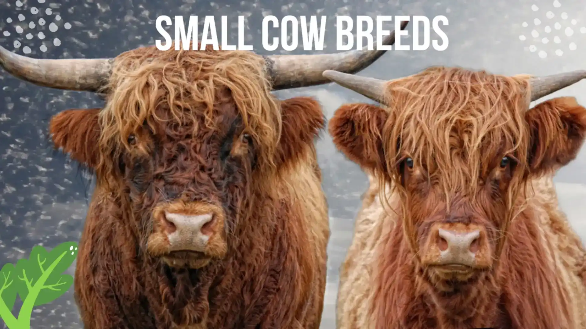 Small Cow Breeds