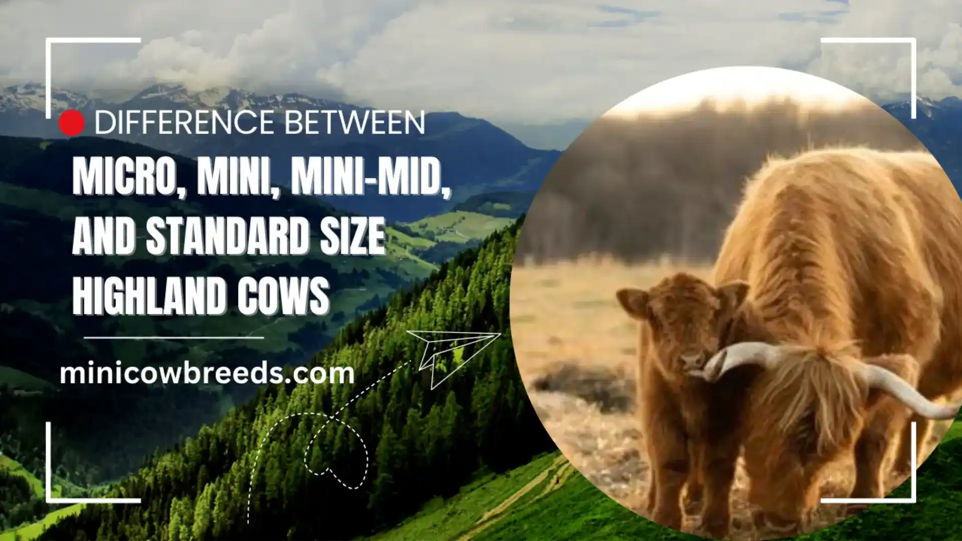 micro-mini-mini-mid-and-standard-size-highland-cows | types