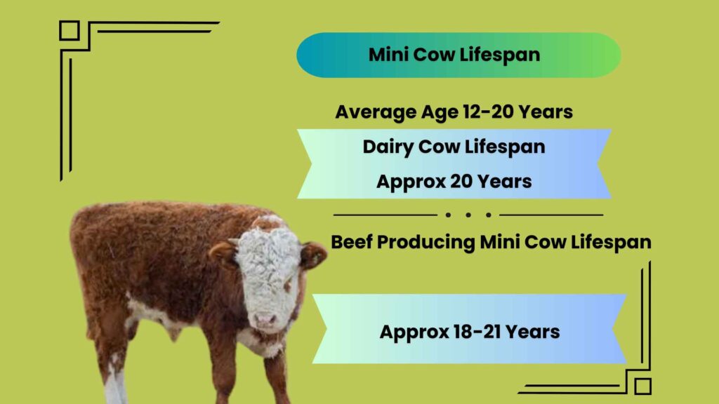 How long do mini cows live?