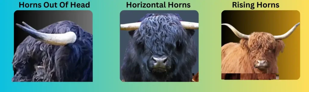 mini cow breed standard